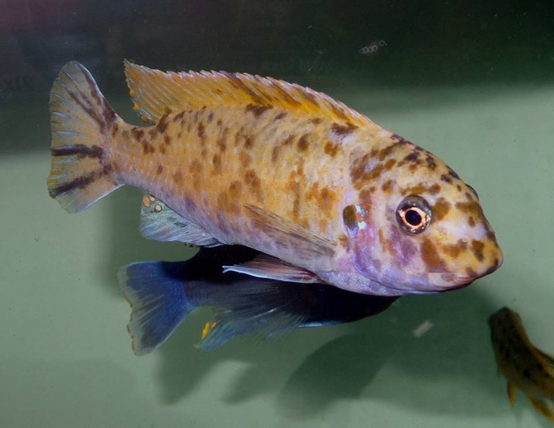 Labeotropheus fuelleborni 'Mbamba Bay'